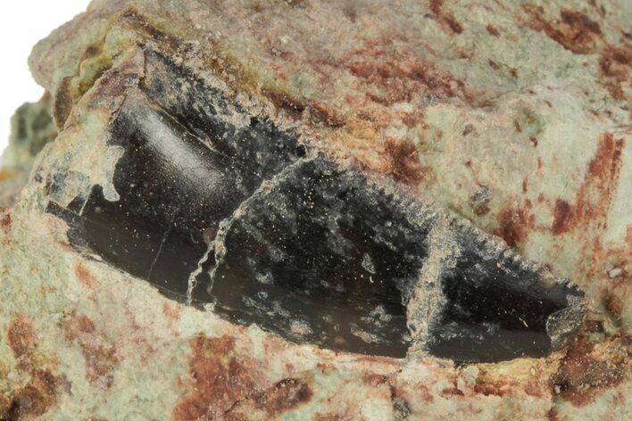 Abelisaur Tooth In Sandstone - Dekkar Formation, Morocco #220734